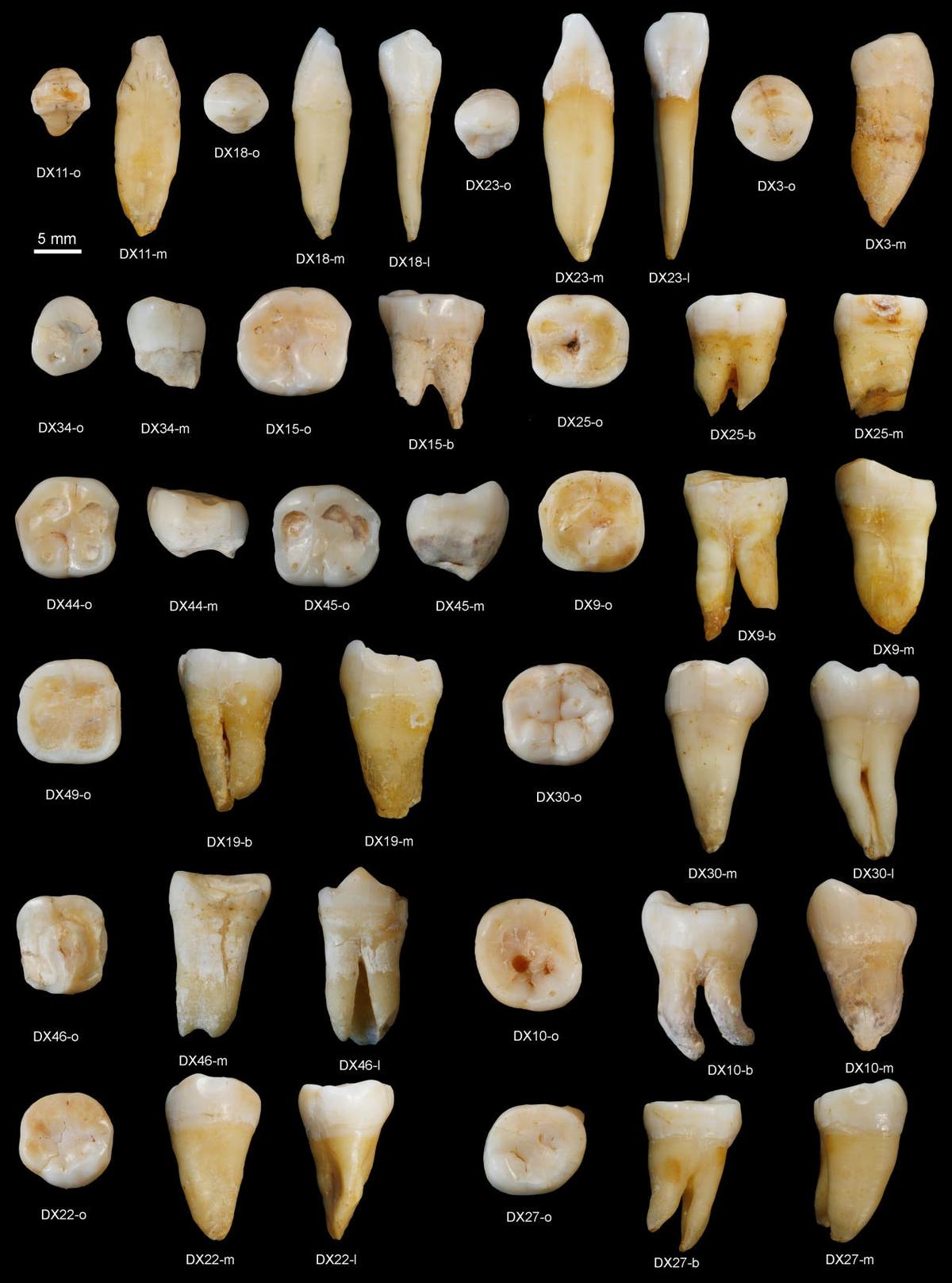 China fossil teeth discovery reveals humans lived in Asia 80,000 years